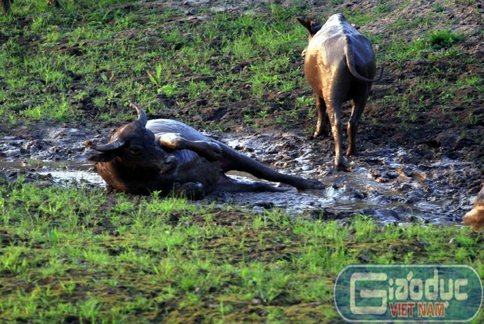 Đàn trâu lớn thoải mái dầm bùn